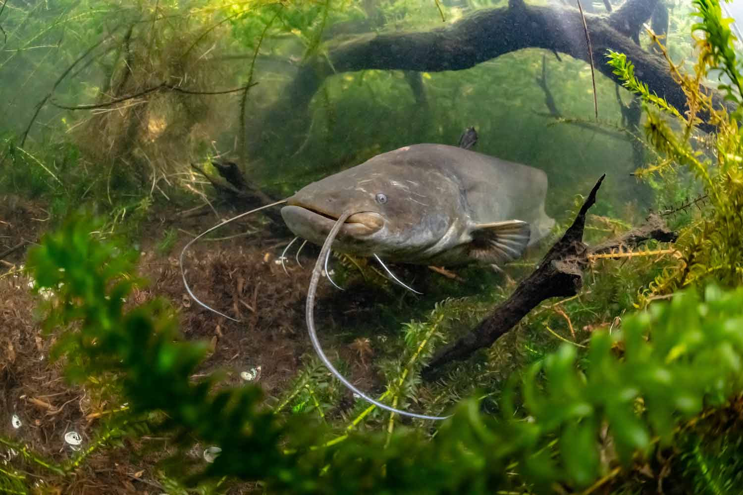 Why Braided Line Might Be the Best Thing to Happen to Catfish Fishing