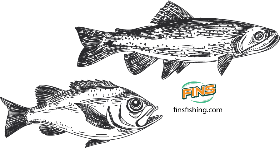 Best fishing Braid for trout and redfish