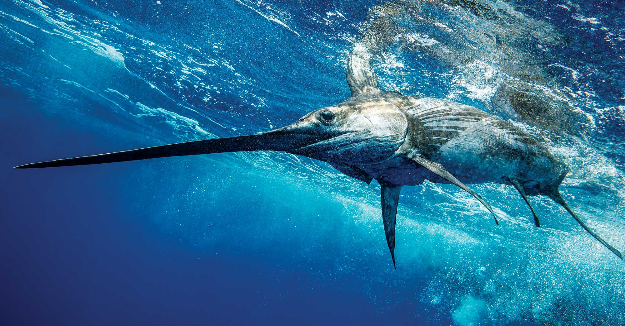 Swordfishing