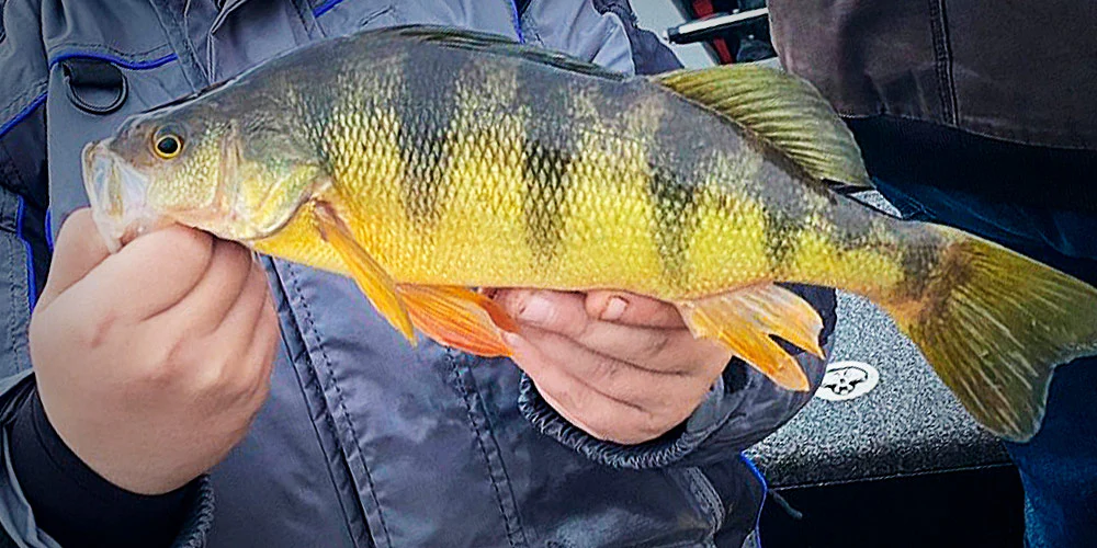 Panfishing